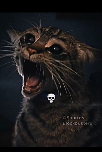 Explore the Mysterious World of Cats: Skinwalkers, Angry Cats, and More!