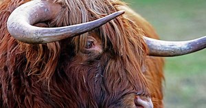 Connaissez-vous le beefalo, animal hybride entre bison et bovin ?