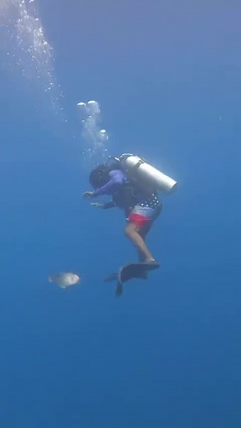 Biggest fear while diving… Ever had a close encounter with an angry triggerfish? 🤣🐟