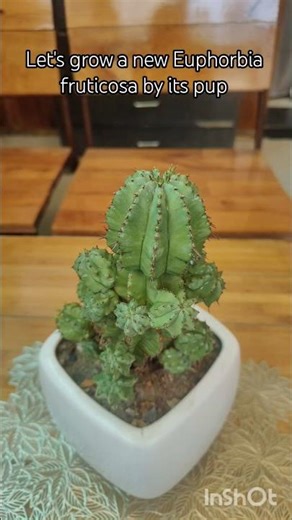 ✨Let's grow a new Euphorbia fruticosa by its pup✨