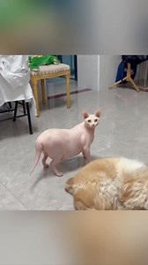 19K views · 172 reactions | To help a fat cat get fit, switch to portion-controlled, high-protein, low-carb food. Encourage play with toys or laser pointers daily. Avoid free-feeding and offer meals on a schedule. Gradual weight loss is safest—aim for 1-2% body weight per week. Regular vet checkups ensure healthy progress. | Paw Plaza | Facebook