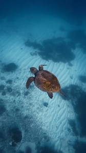 3.5K views · 134 reactions | Bask in the beauty of the Reef for a...