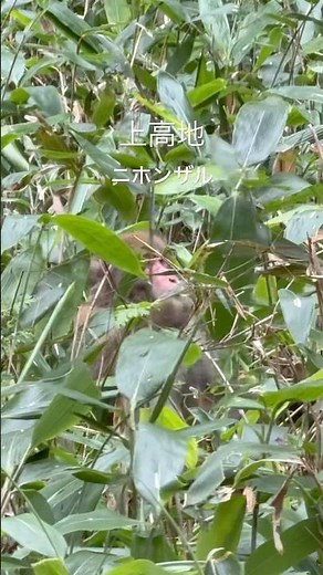 ニホンザル 上高地 #上高地ライブカメラ #上高地 #ニホンザル