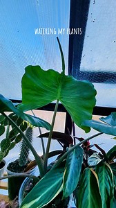 Stingray plant | Andre Ferreira