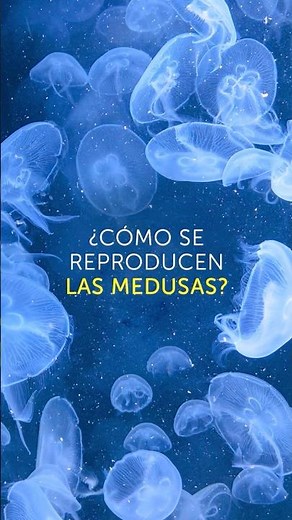 🪼El ciclo de vida de las medusas es increíble. !Te lo contamos en este vídeo!