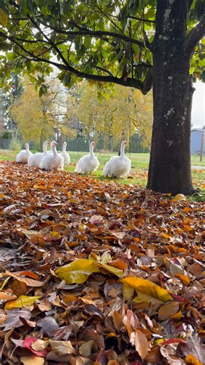 675K views · 27K reactions | Today was leaf  clean up day. We had to do a last run through them. Most the trees are bare now. The geese eat lots of grass so we don’t want to leave the leaves covering their yummy food. We finished off the day with a nice sunset bath 栗謹 #fairygoosemother #sebastopolgeese | Fairy Goosemother | Facebook