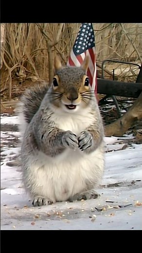 Squirrel distress call