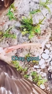 If Gardeners Were Asian 🤣 | Steven He