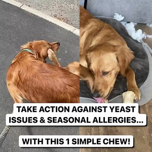 Experts reveal a new 3-in-1 chew to keep your pup "itch-free" this summer... So if your dog paw licks, scratches, or head shakes, then you need to try this! | PetLab Co.