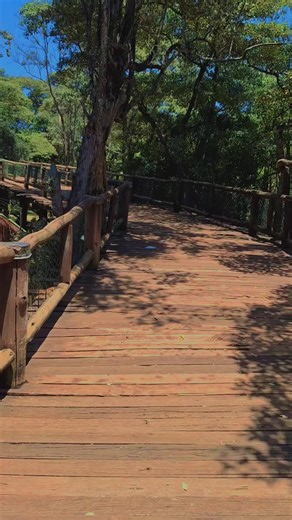 Walking Through a Serene Forest Environment