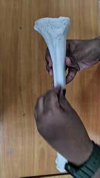 Osteology of the Tibia :- Anima Anatomia