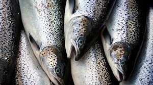 Atlantic salmon return to Maine river continues to rise