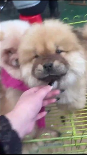 The Roundest Puppies Ever! 🐾 Fluffy Chow Chow Discovery | Gog Market POV