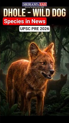 Even Tigers Think Twice 😳 India’s Deadliest Hunter 🐺 (Dhole) #wilddog #predator #shorts