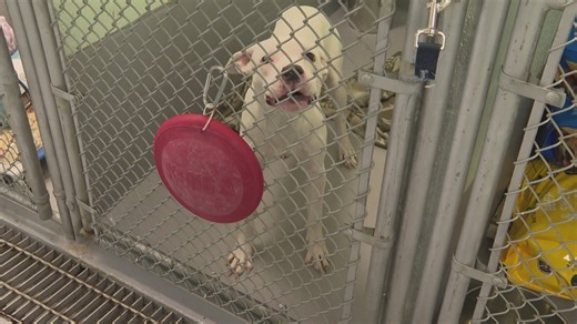 Inside Medina County’s efforts to help shelter dogs find homes: Ready Pet GO!