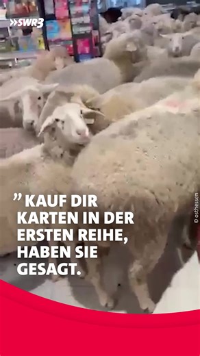 Schafe sorgen für Chaos im Penny Discounter