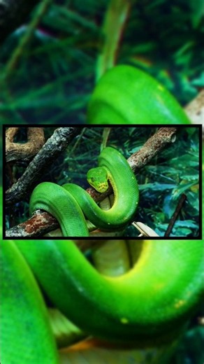 Why you couldn't survive in the Amazon #amazonrainforest #survival #facts