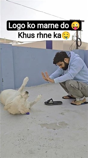 Funny Labrador Day-20 😂 #dog #dogs #funnydog #funnyvideo