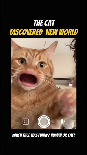 When face filter works on cat