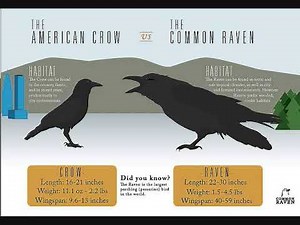 CROW FIGHT DEATH CRY TRACK 1