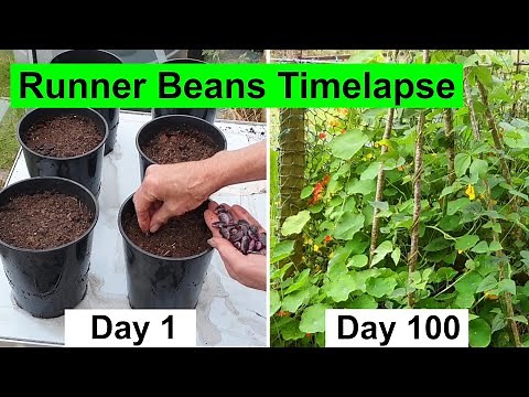 Growing Runner Bean Plants in the Garden - 117 Day Timelapse