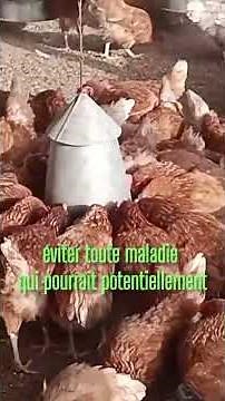 How to Successfully Breed Laying Hens Easily?