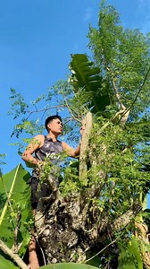 malunggay tree #malunggay #GardeningTips #plantbased #malunggayleaves #fbreelsfypシ゚viralシ #selfgrowth #selfcare | Jayson Gaylan