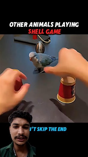 Animals Failed the Game... The Cat Dominated 🐱🏆#trending #animals #cat #shortsvideo #birds