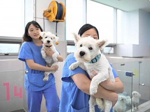 死んだペットが10万ドルでよみがえる　クローン犬誕生の現場に立ち会った【動画あり】：朝日新聞GLOBE＋