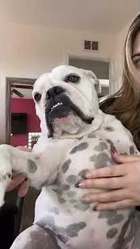 Warning: Belly may explode from happiness 😂🐶 #fannydog #dogshorts #dog