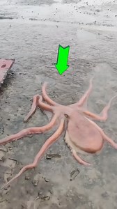 486K views · 3.7K reactions | Octopus #octopus #facts #viral #fbviral #trending | Fact Mentor | Facebook