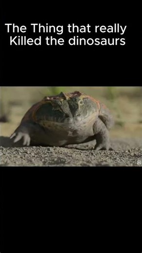 Beelzebufo #memes #funny #dinosaur #paleontology Beelzebufo