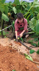 219K views · 649 reactions | I am picking the taro with a farming tool | Yummy vegetable harvesting #tools #vegetables #harvest #village #Amazing #viralvideoシ | Satyam creater | Facebook