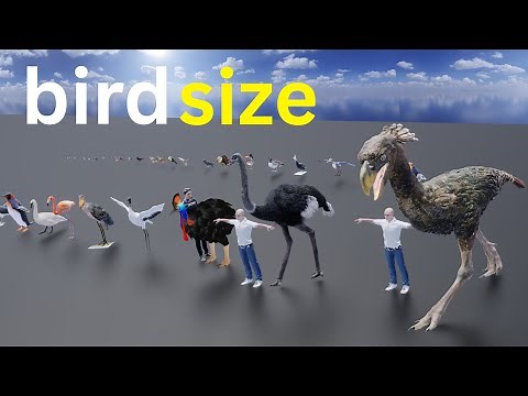 Birds Size Comparison |3D Scale Animation
