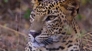 Curious about Big Cats? They are ready to land on CuriosityStream, in this brand new, exclusive 3-part documentary series. 'Age of Big Cats' premieres September 19th at 8:00pm ET! | Curiosity Stream
