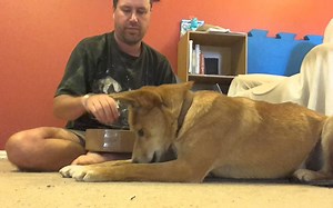 【生肉】训练一只澳洲野狗