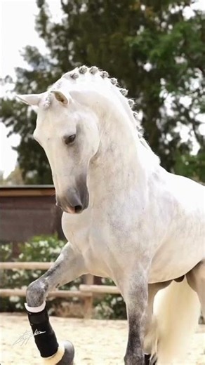 For you 🫶 Andalusian Horse