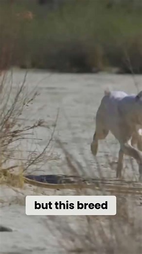 Dogo Argentino expert reveals the surprising truth about coyote encounters