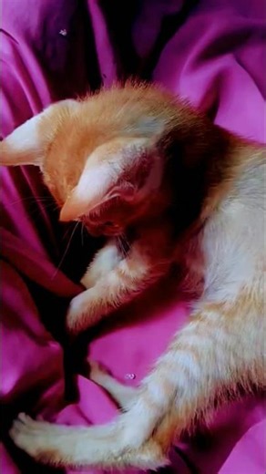 Playing Kittens 🥰 | Cute Cat Playing Fetch | Cats Playing Compilation | Cats Playing And Jumping