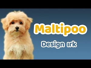 Maltipoo Karakteri, Eğitilebilirlik Durumu, Yaşam Koşulları, Çocuklarla İletişimi, Bakımı