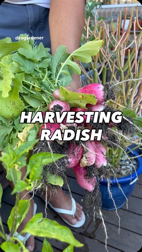 2K views · 38 reactions | It’s the crunchiest radish we ever tasted when pickled. It’s our favourite for pickling. This variety is French Breakfast. It can be harvested 50 - 60 days from sowing. So it’s my go-to what to plant in between crops so the space is not idle. So far so good. Follow along for more tips. #gardening #vegetablegardening #raisedbedgardening #deogardener #fyp #reelsviral #radish #frenchbreakfast #christmas | Deo N A Valenzuela | Facebook
