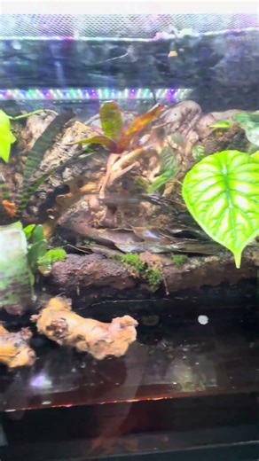 Red eye tree frog tank i have a pair of male and female in there any tips on breeding
