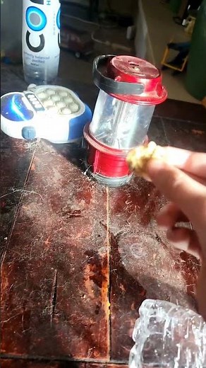 Flashlight Eating A Chocolate Chip Cookies