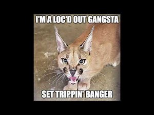 floppa's paradise [FULL VERSION]