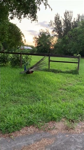 peacocks mating season