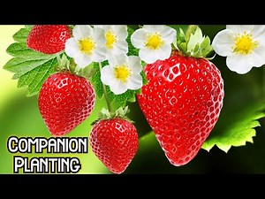 Companion Planting ( Growing Strawberries at Home ) Growing Strawberries in pots