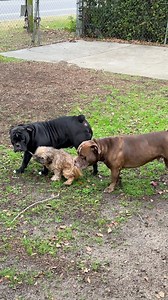 21K views · 593 reactions | ￼ Coco has the best bodyguards, but they come at a price 臘‍♀️ | Smiles for Baby Charley | Facebook