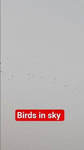 little birds in blue sky #naturesvoice #nature #birds