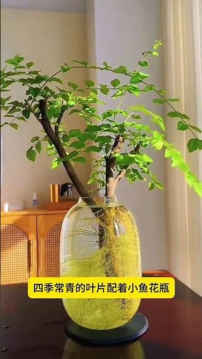 Ligustrum Lucidum: Easy Care Home Plant Guide