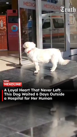 Truth Route News on Instagram: "When 68-year-old Cemal Senturk was rushed to a hospital in Turkey after suffering a brain embolism, one soul refused to leave him behind. Boncuk, his small mixed-breed dog, chased the ambulance all the way to the hospital — and then began waiting. For six long days, Boncuk sat outside the hospital doors. Every morning, she returned to the same spot. No shelter. No comfort. Just hope. Hospital staff fed her occasionally. Cemal’s daughter tried again and again to ta